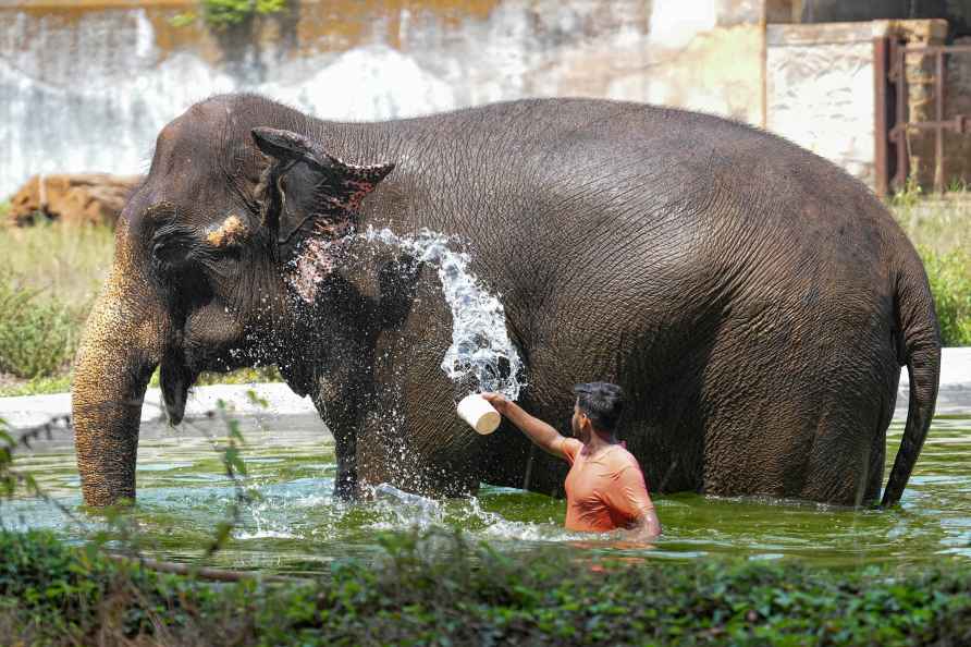 Mumbai: A man pours water on an elephant on a hot summer day at ...