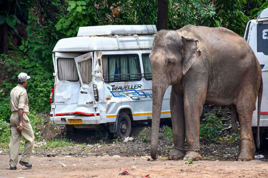 ELephant tranquilised after chaos in Guwahati