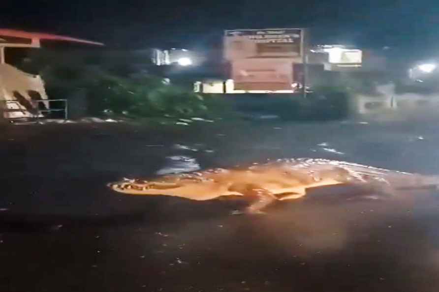 Crocodile seen on a road in Maharashtra