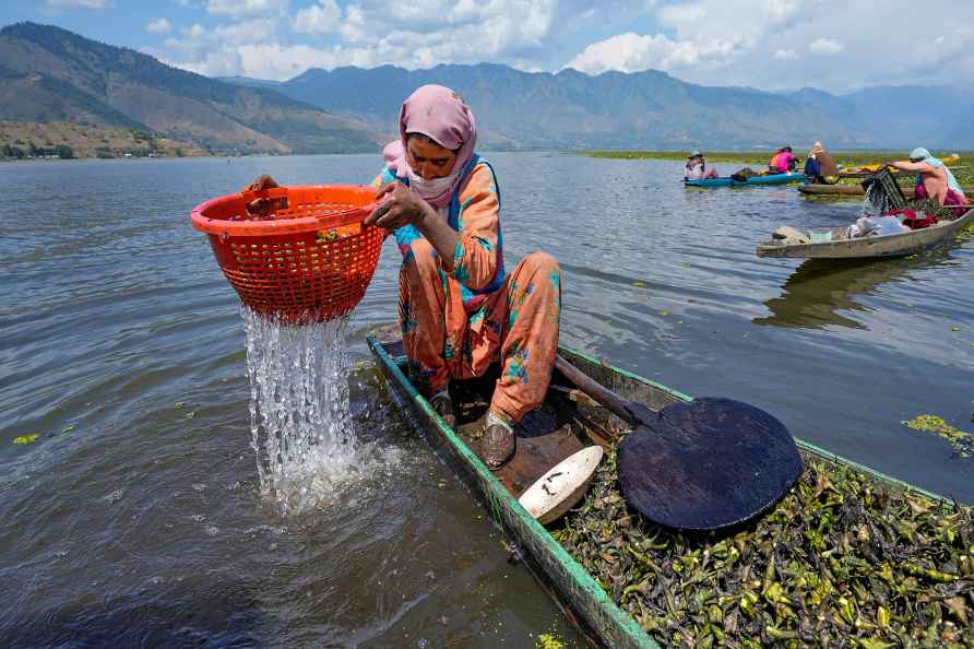 Agriculture: Water chestnuts in Bandipora