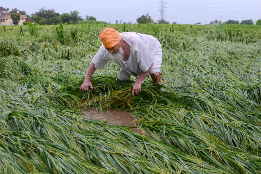Weather: Rains damage crop in Amritsar