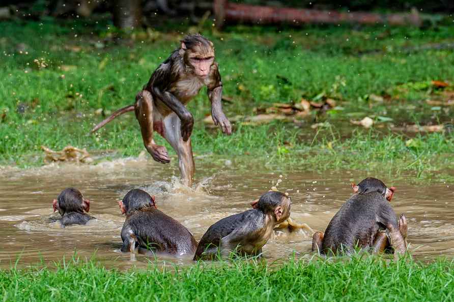 New Delhi: Monkey bathe in a puddle during a hot day in New Delhi...