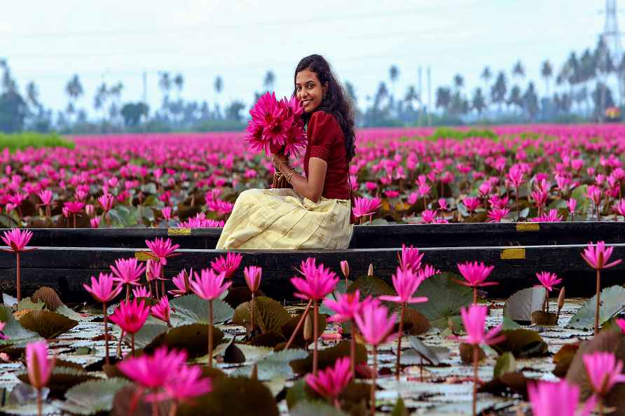 Water Lilies bloom at Kumarakom