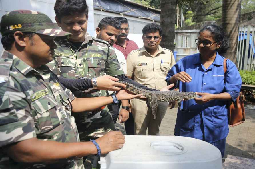 Crocodile rescued from civic-run swimming pool