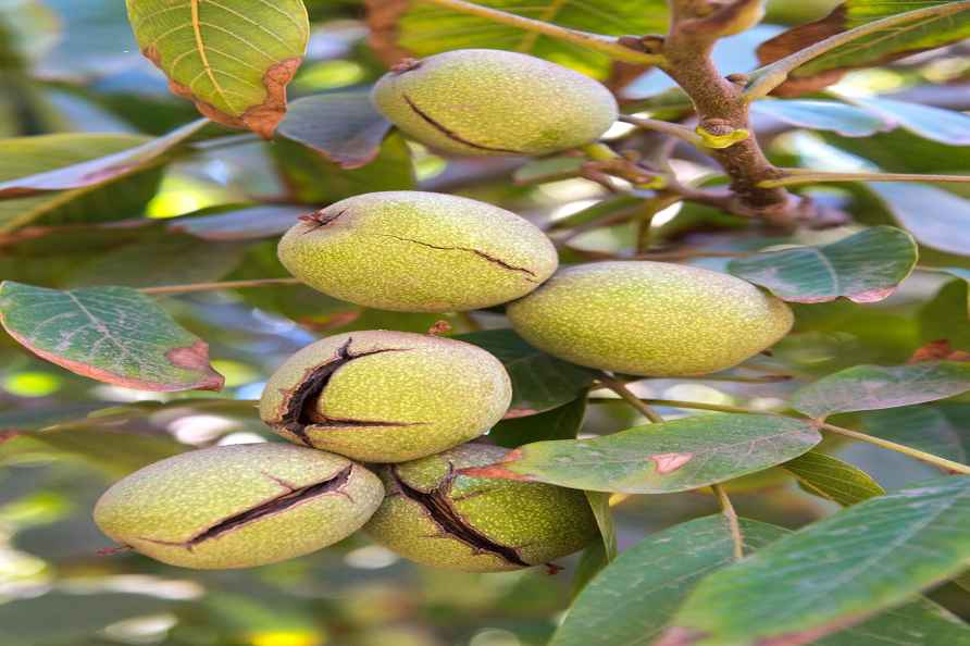 Walnut fruit in California