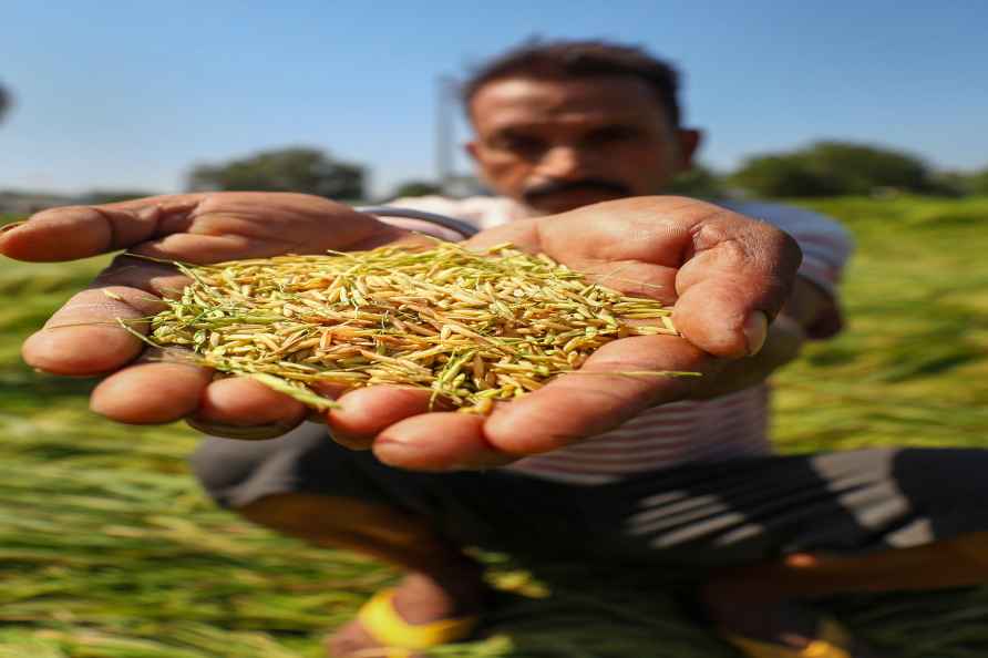 Hailstorm damages crop in Jammu