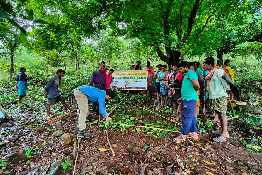 Coffee production in Odisha