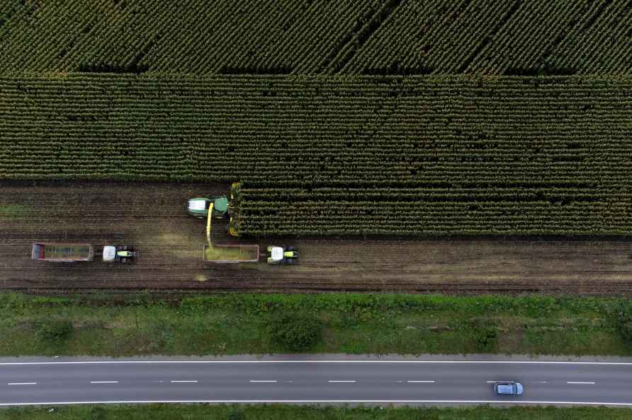 Corn on fields near Dingelstaedt