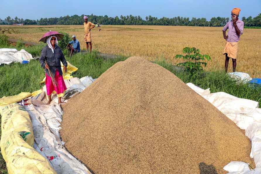 Agriculture: Paddy farming in Kerala