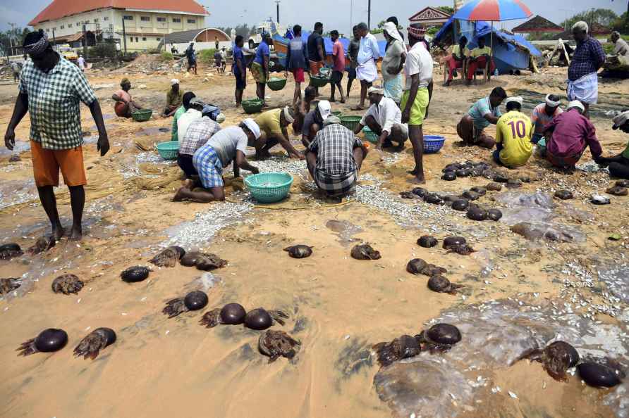 Fishermen sort dead jelly fish