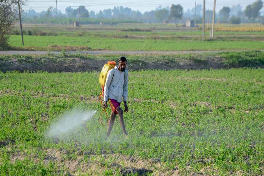 Farmer sprays pesticides on pea crop