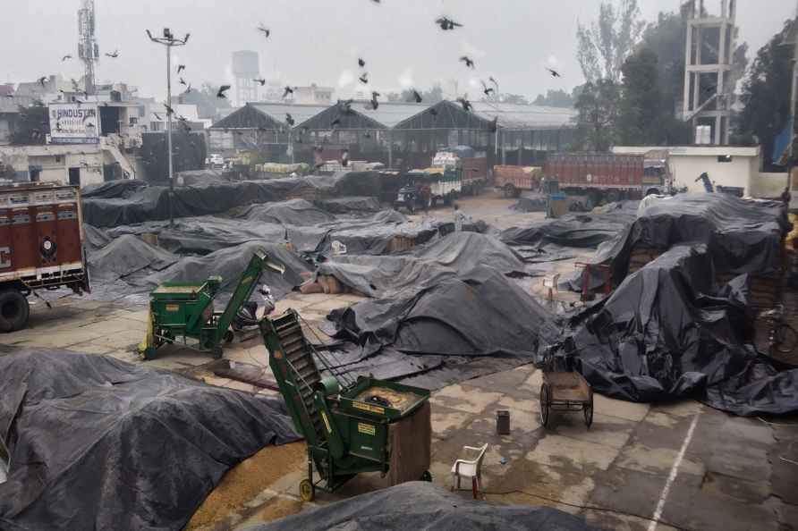 Patiala: Heaps of the harvested paddy are covered with tarpaulin...