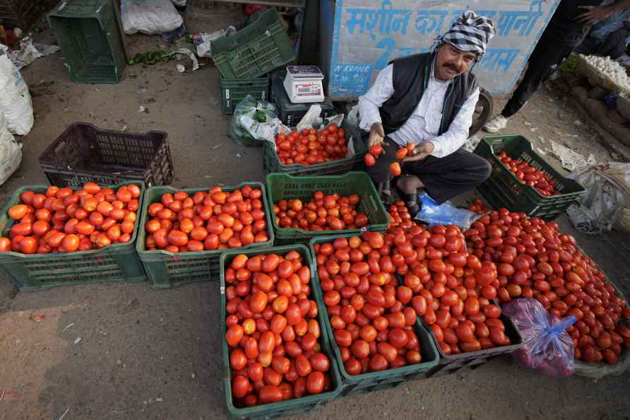 Tomatoes at Azadpur Mandi