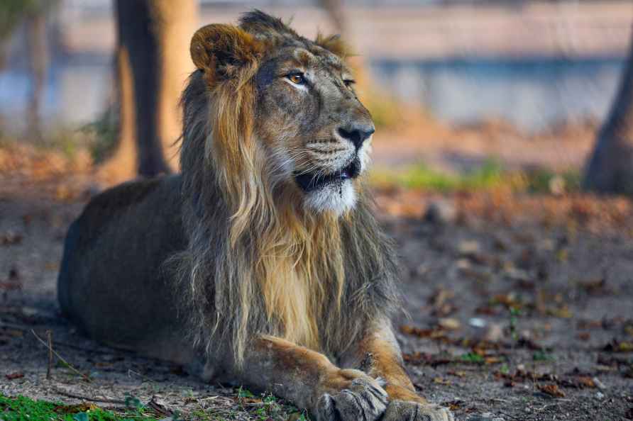 Asiatic lions brought to Jammu zoo