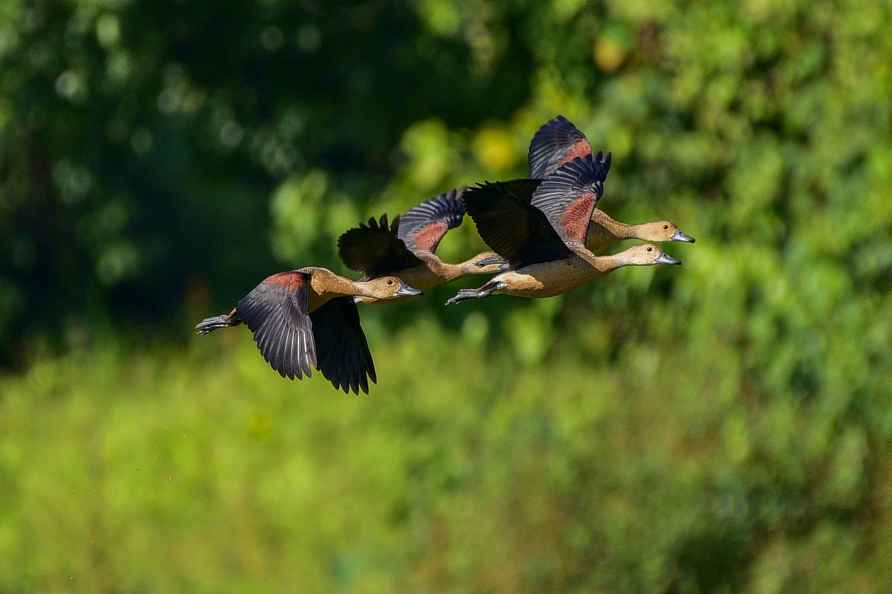 Lesser Whistling duck