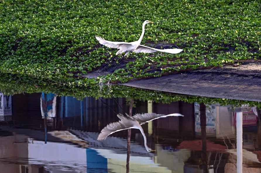 Standalone: Egret in Thiruvananthapuram