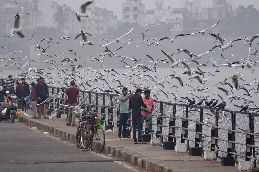 Surat: People feed Seagulls at a bridge over the Tapi river, in ...