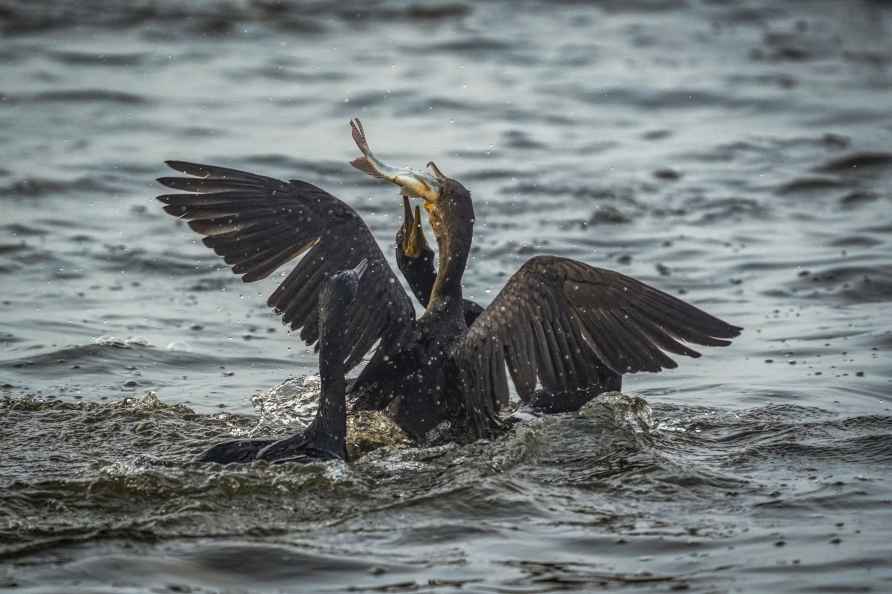 Ajmer: Cormorants feed on a fish on a winter morning, in Ajmer, ...