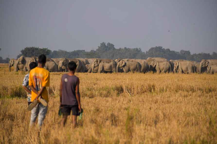 Standalone: Elephants in Nagaon