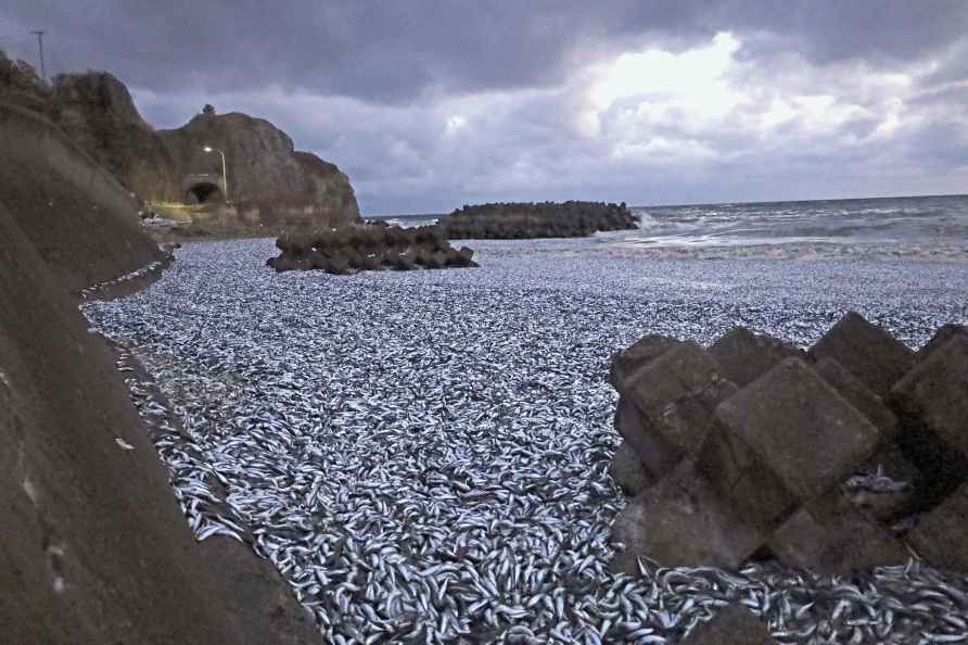 Thousands of tons of dead sardines