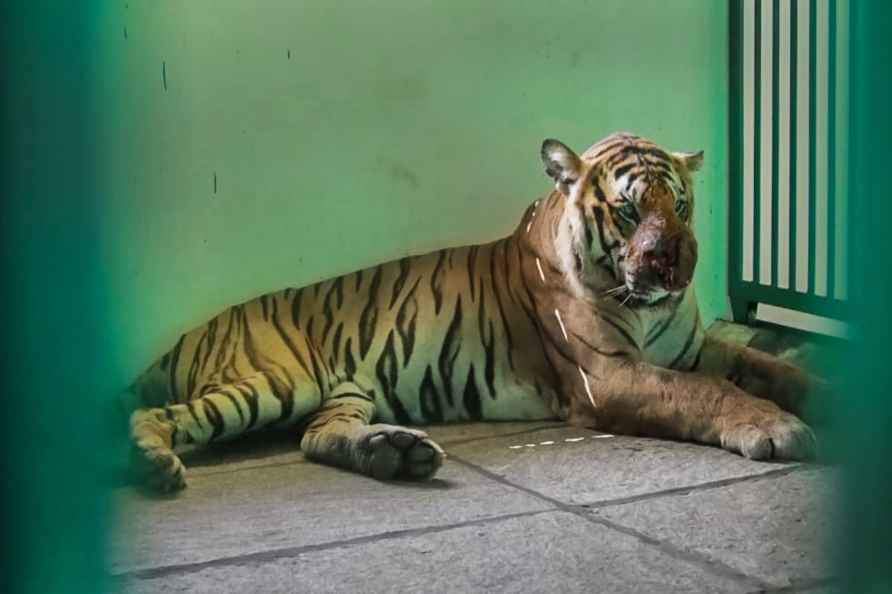 Man-eating tiger captured