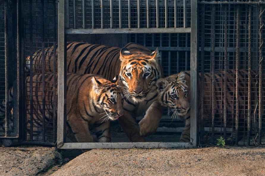 Tiger cubs released at National Zoological Park