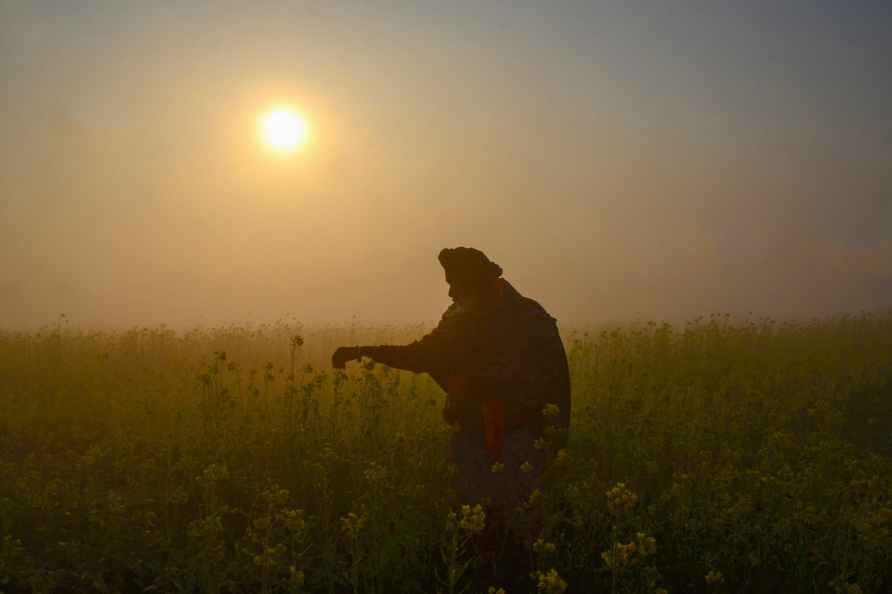 Weather: Fog in Punjab