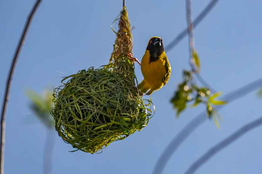 Weaver spotted in Centurion