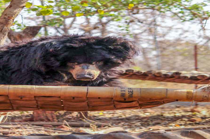 Sloth bear Bablu at Bhopal zoo