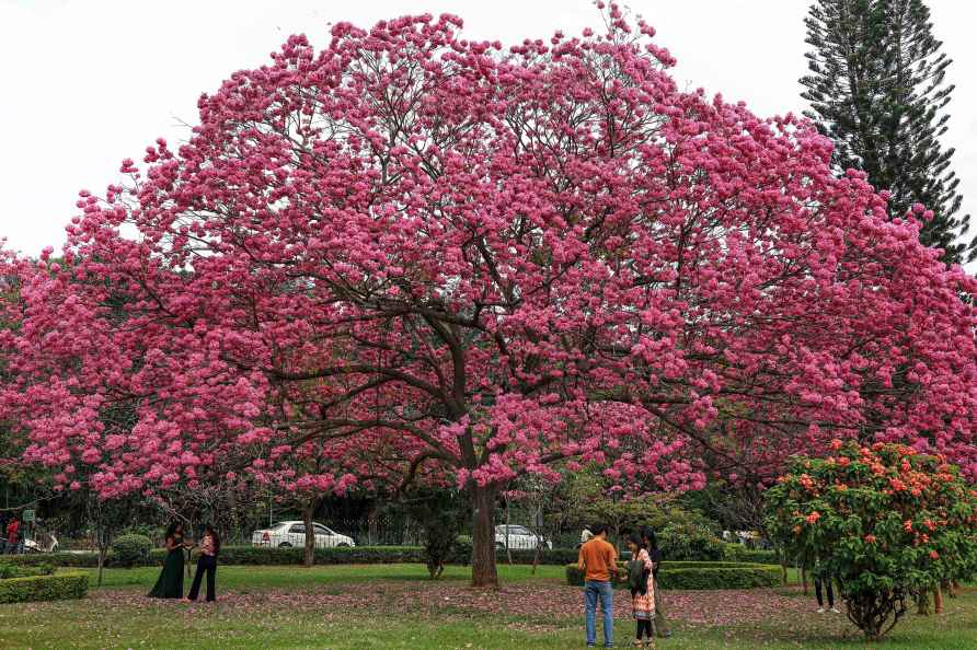 Pink Tabebuia flowers in Bengaluru