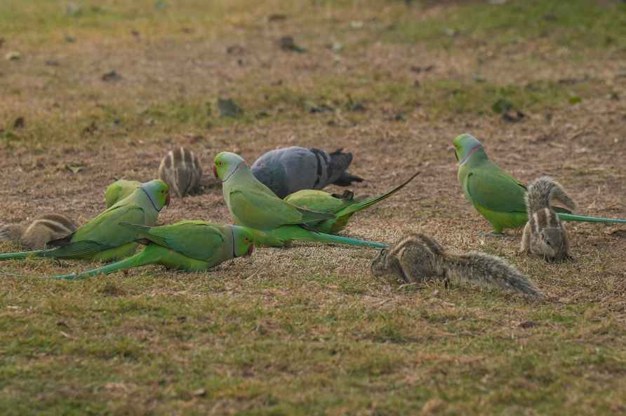 Standalone: Birds in Delhi