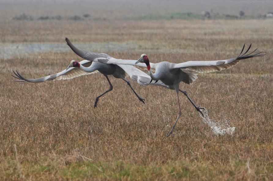 Standalone: Bharatpur Bird Sanctuary