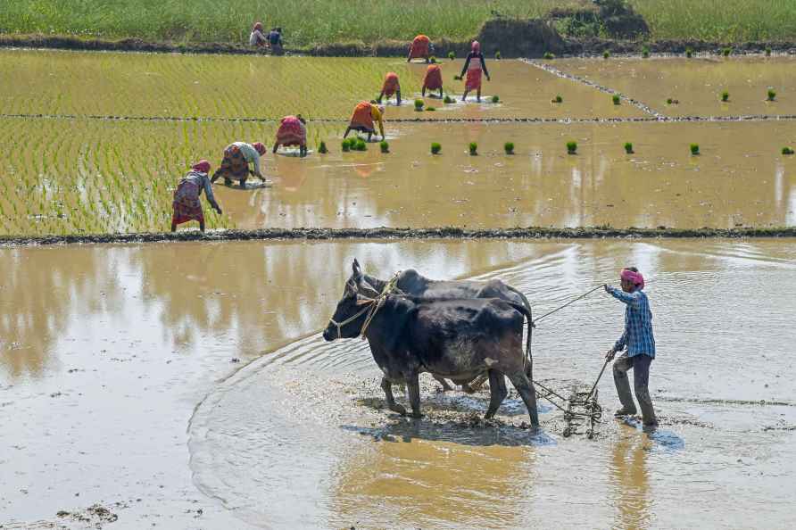 Standalone: Farmer at a field in Nadia