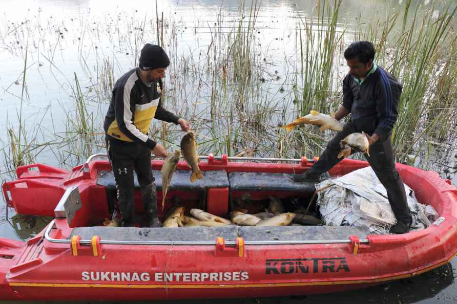 Dead fish in Samba district