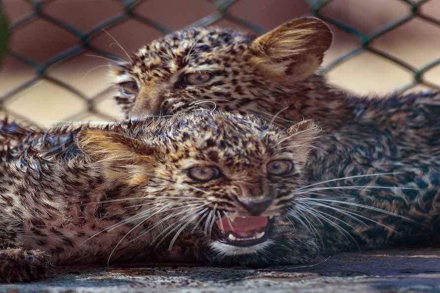 Leopard cubs in Mumbai