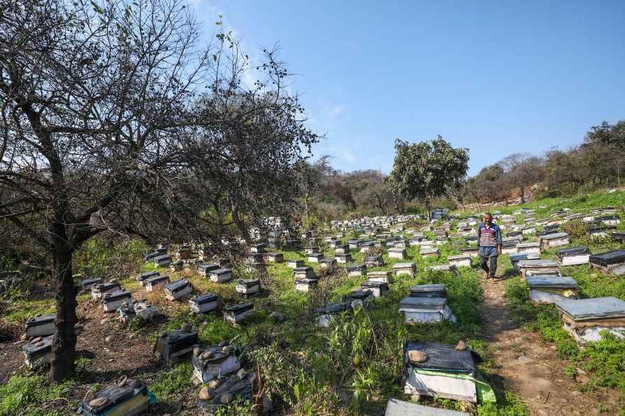 Jammu: A worker at a bee farm on the outskirts of Jammu, Sunday, ...