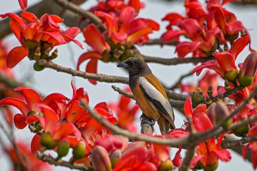 Red Silk Cotton Tree