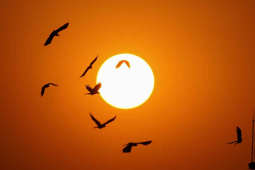 Birds silhouetted against setting sun