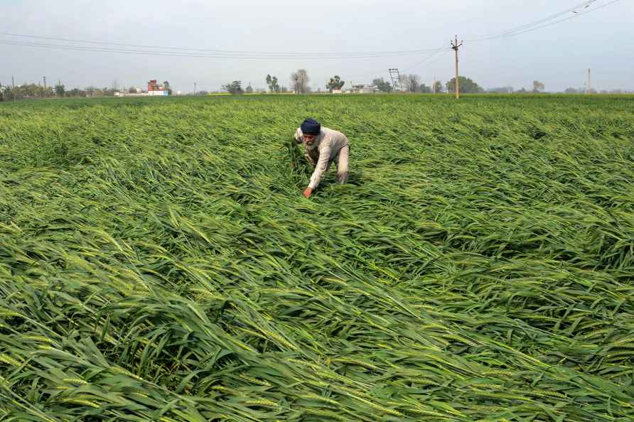 Weather: Strong wind and rain in Amritsar