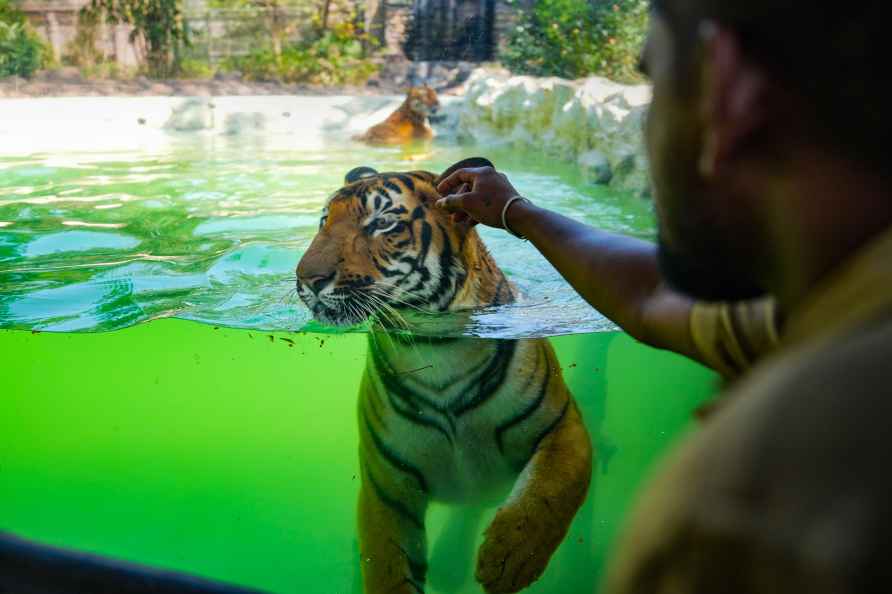 Mumbai: A vistor looks at a Royal Bengal Tiger at the Byculla zoo...