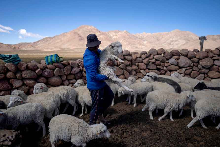 A shepherd moves his animals in Tusaquillas,