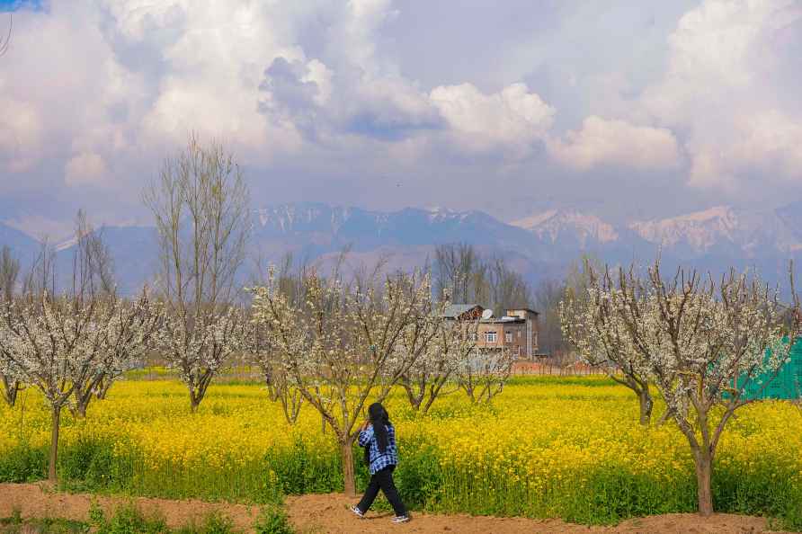 Mustard field in Srinagar