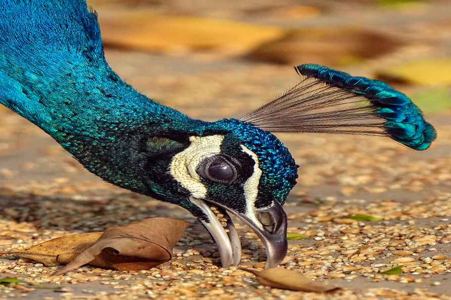 Peacock eats Millets