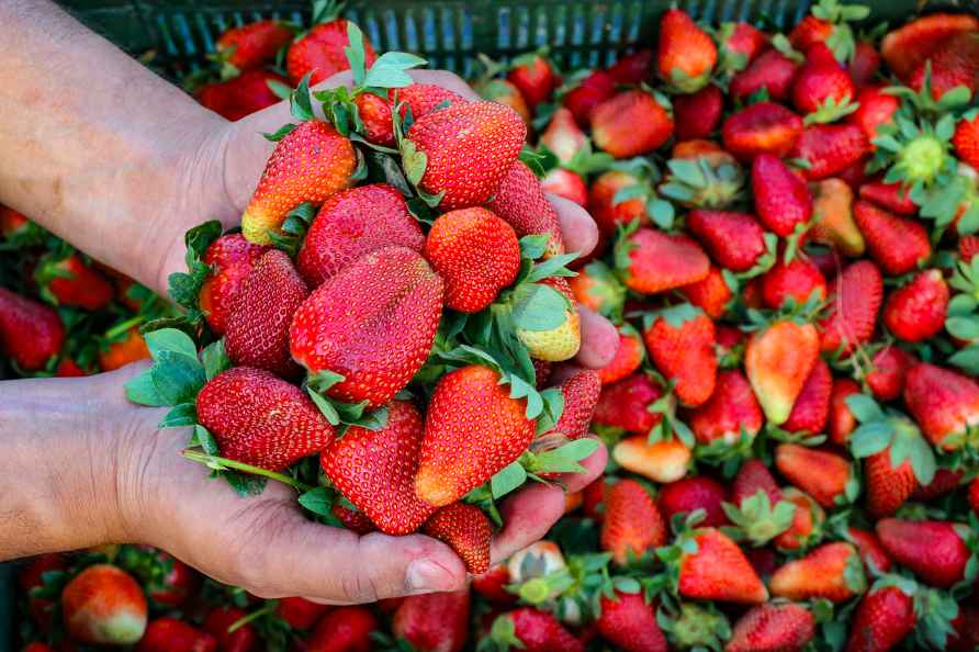 Strawberries harvesting