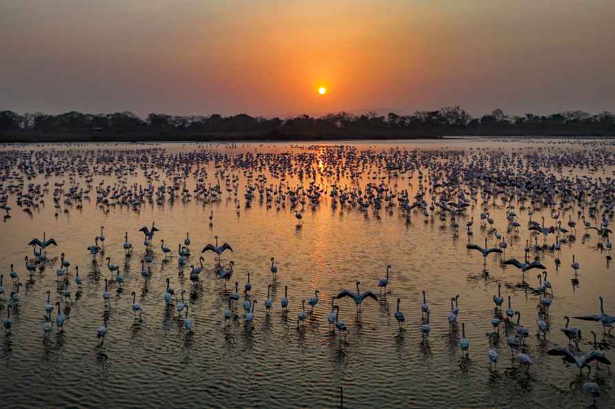 Flamingos at TS Chanakya Lake