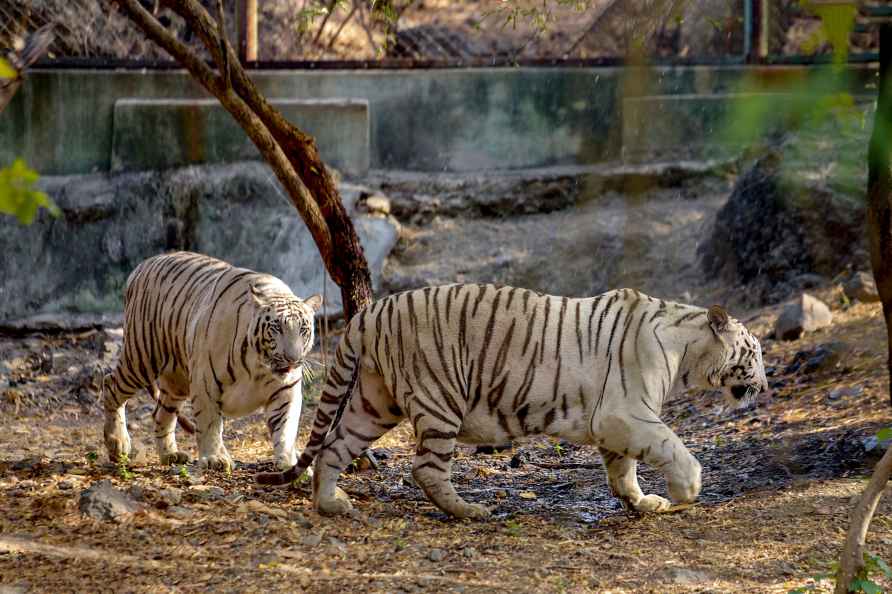 White Tigers at Pradhyuman zoo