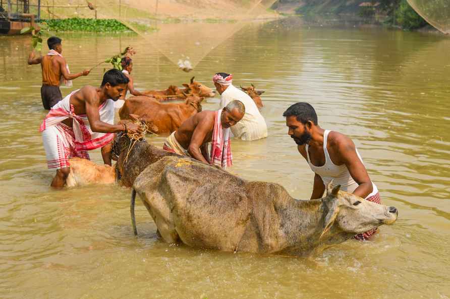 Nagaon: People bathe cows on the first day of Bihu, known as Goru...