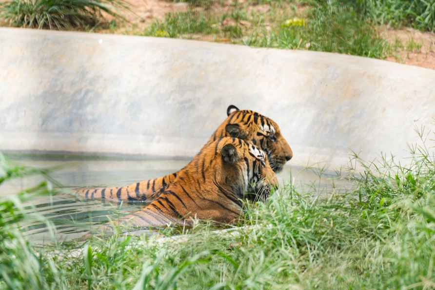 Guwahati: Two tigers cool off in a water body for relief from the...