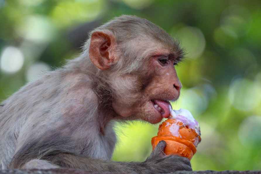 Monkey eats ice-cream