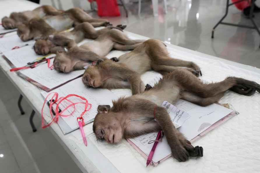 Monkeys sleep on a table after being anesthetized